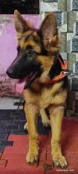 Pet German shepherd puppy 4 month with Kennel