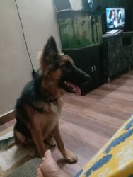 German shepherd dog for sale 6 months