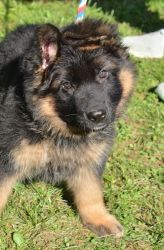 Top Quality Imported German Shepherd Puppies