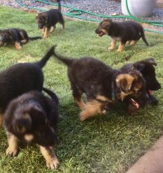 Adorable male and female German Sheperd Puppies
