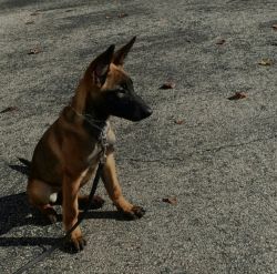 Trained purebread German shepards for sale!
