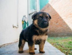 German shepherd black dog