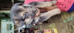 Sell German shepherd puppy