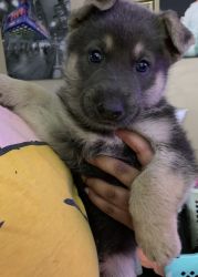 Blue and Tan German Shepard for sale