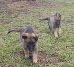 For sale German shepherd puppies, Virginia