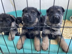 AKC German Shepherd pups
