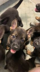 8 week old GSD pups