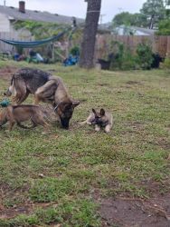 German Shepherd puppies.
