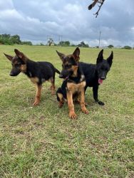 GSD puppy sale in Ranchi, 2male 2 female available