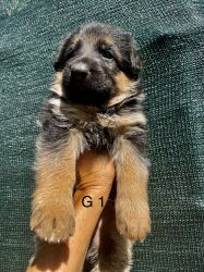 Female AKC German Shepherd pup