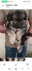 German Shepherd (Double coat) male puppy available