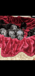 Adorable new born puppies looking for their forever home