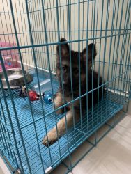 Wanna a sell german shepherd because timigs with jobs are not suitable