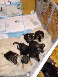 puppies for sale in Topeka ks