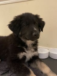 Puppies need new homes asap!