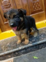 Puppy for sale female