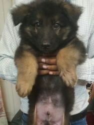 German shepherd puppy Lucknow xxxxxxxxxx