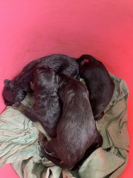 Available German Shepard puppies females