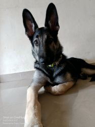 Want to Sell my German Shepherd Breed