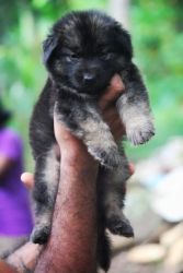 Quality German Shepherd puppy for sale