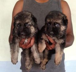 Gsd male and female puppy available