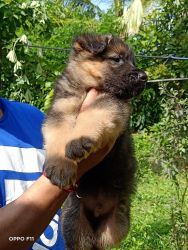 Super quality 42 day's 4 Feamal German shepherd puppy