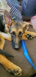 Free german shepard puppy to loving person