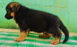 GSD PUPPIES available