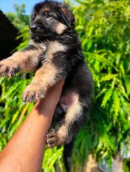 Top Quailty puppy’s Available