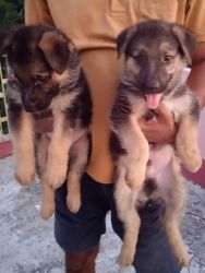 GSD male and female puppies