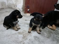 Long coat German shepherd for sale (4 puppies) 30-35 day