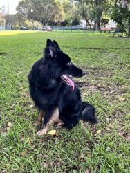 1year old German Sheperd for sale