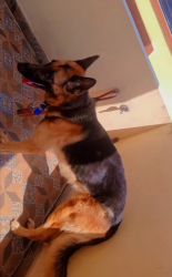 10 months old male German shepherd for sale .All vancine has completed