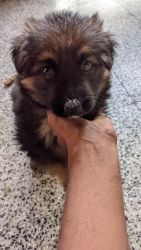 German shepherd 1 month puppy for sale