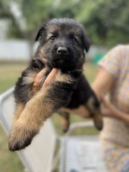Double bone , double coat GSD available for sale