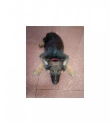 urgent sale for GSD puppy Bushcoat