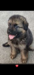 German shepherd male puppy with first vaccination done is available