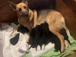 GSD pups for sale