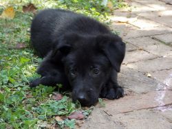 9-week old German Shepherd Puppy for sale