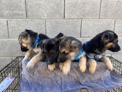 German Shepherd puppies **FULL BREED**