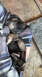 Pure bred AKC registered German shepherd puppies