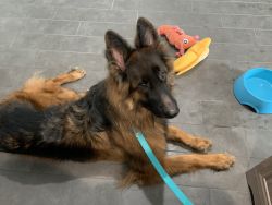 Free GSD To Good Home