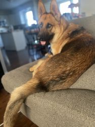1 year old male GSD