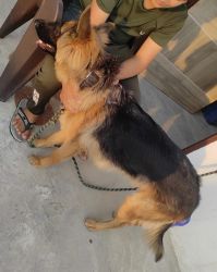 Looking for someone who can adopt gsd 1 year male (neuter)