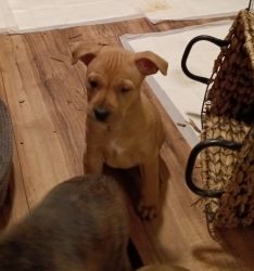 Two female pups looking for a new home