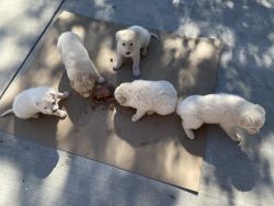 White German shepherd puppies