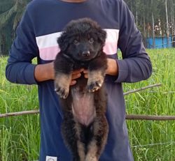 Male and female German Shepherd cute Puppies for sale.