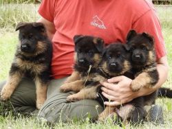 Charming male and female German Shepherd puppies