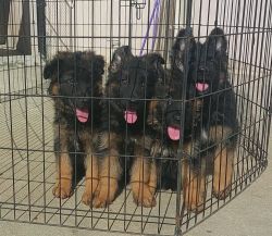 Kci registered puppies