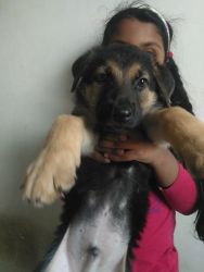 Double coat GSD puppies looking for new home